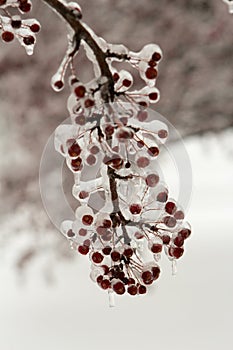 Crab apples covered in ice