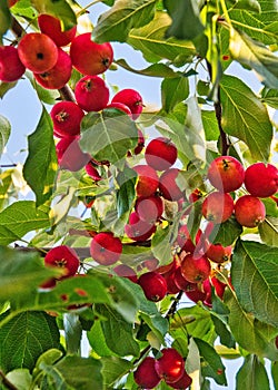 Crab apples ripening on the tree in the glorious summer sun