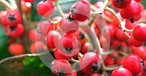 Crab Apples On The Tree - Macro