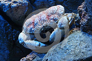 crab in an aquarium (singapore)