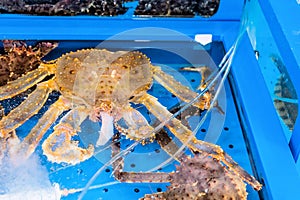Crab in aquarium tank eating raw fish
