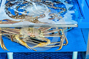 Crab in aquarium tank for sale at seaport market