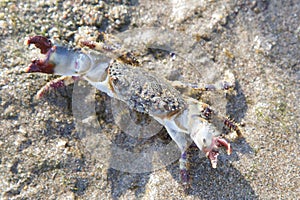 Crab Attack on Beach