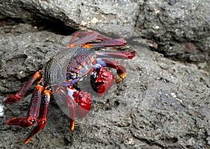 Crab in attack position