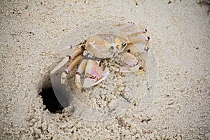 Crab barreling in the sand