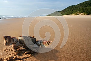 Crab on beach