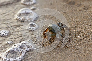Crab on the beach.