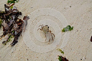 Crab on the beach amongst the seaweed in Jambiani, Zanzibar photo