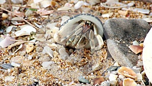 Crab beach animal shell legs