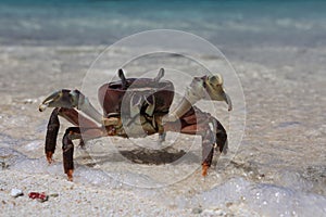 Crab on a beach, Christmas Island, Kiribati