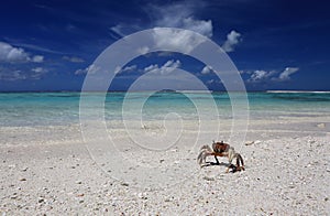 Crab on a beach, Christmas Island, Kiribati