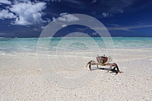 Crab on a beach, Christmas island, Kiribati