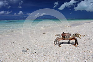 Crab on a beach, Christmas Island, Kiribati