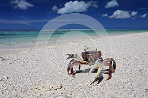 Crab on a beach, Christmas Island, Kiribati