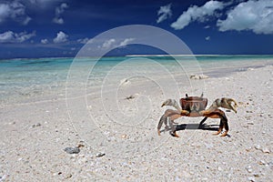 Crab on a beach, Christmas Island, Kiribati photo