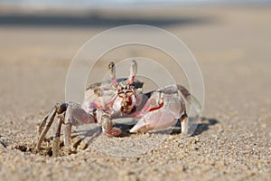 Crab on Beach