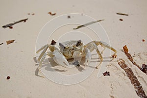 A crab on the beach in Jambiani, Zanzibar, Africa