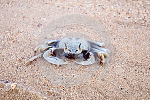 Crab on The beach.