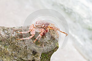 Crab on the beach