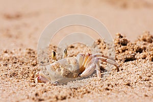 Crab on the beach sand