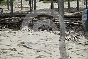 Crab on the beach sand near the umbrella post in its natural habitat. Cayo Santa Maria, Cuba.