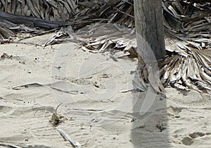 Crab on the beach sand near the umbrella post in its natural habitat. Cayo Santa Maria, Cuba.