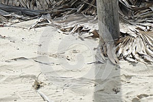 Crab on the beach sand near the umbrella post in its natural habitat. Cayo Santa Maria, Cuba.