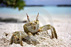 Crab on the beach at the sunny day in Maldives