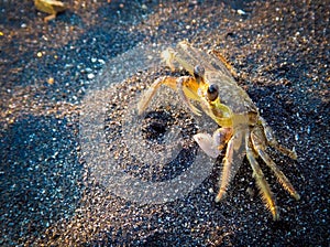 Yellow Crab on the beach