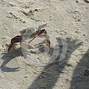 Crab beachlife summer crustace cangrejo photo