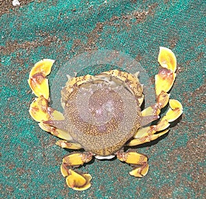 The crab is beautiful, with a bright yellow color