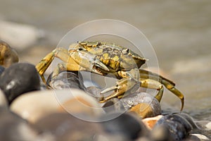 Crab