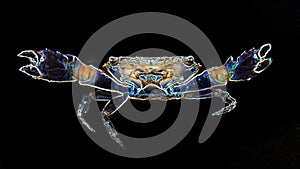 Crab with big claws about to fight, this crustacean is a formidable fighter. macro photo