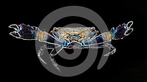 Crab with big claws about to fight, this crustacean is a formidable fighter. macro photo photo