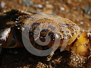 A crab with big pliers photo