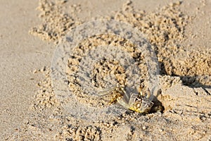 Crab borrowing into sand on the beach