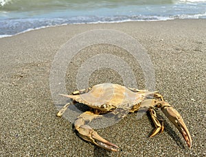 Crab Brachyura on a beach