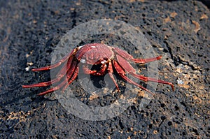 Crab Broil
