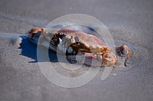 A crab buring himself in the sand
