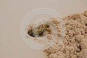 Crab burrowing on the beach in Jambiani, Zanzibar photo