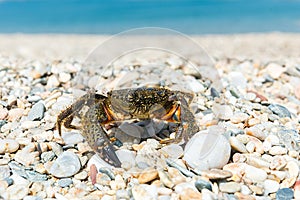 Crab came out to bask on a summer warm beach