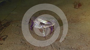 Crab Cannibalism