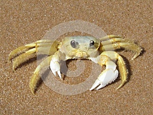 Crab on the Caribbean beach