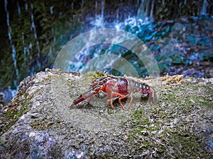 Crab with cataract background.foreground of a red crayfish with a background of water cascade blurred