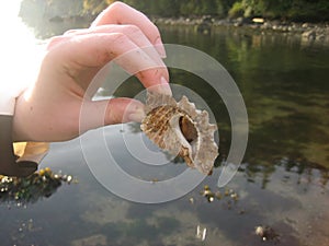 Crab catch