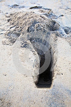 Crab Catcher dig at Pondicherry Beach photo