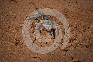 Crab caught on the beach under the bright sun