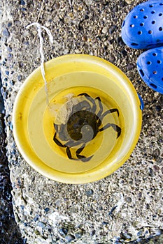 Crab caught on a crabbing line in a yellow bucket