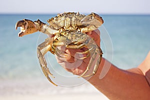 Crab caught by a diver at the depth of the sea