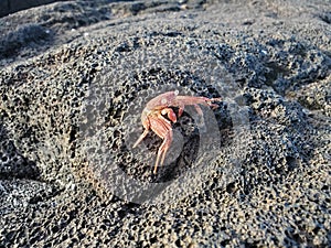 Crab caught too long in the sun